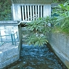 Plants: image 1 0f 83 Thumb
